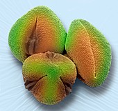 Euphorbia pollen grains, SEM