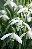 Common snowdrop, Galanthus nivalis