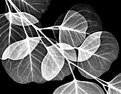 Eucalyptus leaves, X-ray