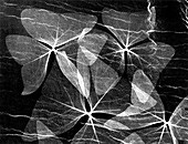 Oxalis plant leaves, X-ray