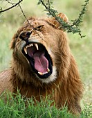 Roaring male African lion