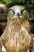 Short-toed snake eagle