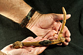 Wooden sickle excavated from La Draga Neolithic site