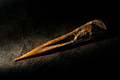 Bone punch tool excavated from La Draga Neolithic site