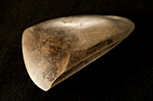 Stone adze excavated from La Draga Neolithic site