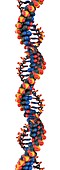 DNA molecular structure, illustration