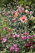 Carnation (Dianthus 'Rainbow Loveliness')