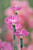 Carnation (Dianthus gratianopolitanus 'Firewitch')