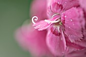 Indian Pink (Dianthus chinensis)