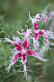 Carnation (Dianthus 'Rainbow Loveliness')