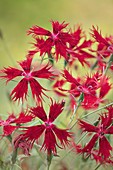 Carnation (Dianthus 'Rainbow Loveliness')
