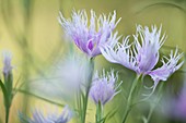 Carnation (Dianthus 'Rainbow Loveliness')