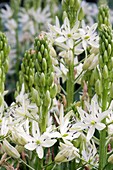 Agastache rugosa f. albiflora 'Liquorice White'