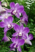 Orchid (Dendrobium 'Sa Nook Blue Happiness')