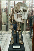 Dwarf elephant skeleton, Malta