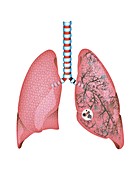 Lungs, illustration