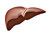 Human liver, illustration