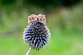 Harvest mice on flower, UK