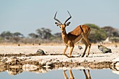 Male impala at watering hole