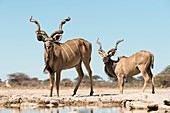 Male greater kudus at watering hole