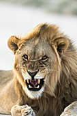 African lion snarling