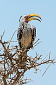 Southern yellow-billed hornbill perching