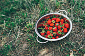 Bowl of freshly picked strawberries