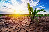 Young corn plants in field