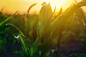 Young corn plants in field