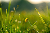 Buttercup flower in a meadow