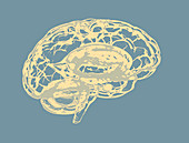 Human brain, illustration