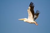 White pelican in flight