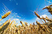 Ripe wheat crop