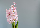 Hyacinth (Hyacinthus orientalis) flowers