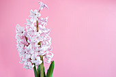 Hyacinth (Hyacinthus orientalis) flowers