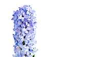 Hyacinth (Hyacinthus orientalis) flowers