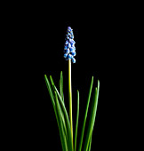 Grape hyacinth (Muscari sp.) flowers