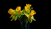 Daffodil (Narcissus sp.) flowers