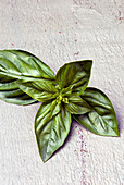 Basil leaves on a white wooden background
