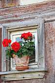 Rote Geranie am Fenster