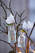 White cyclamen in small vases hung from branches