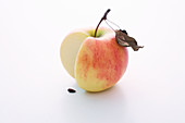 An Elstar apple, sliced