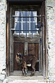 Eine Ziege vor Holztür einer Almhütte