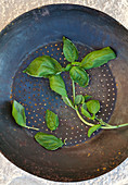 Fresh basil in an antique colander, on stone surface