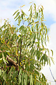 A eucalyptus tree
