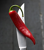 A red hot pepper on a knife tip with water droplets