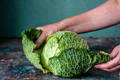 Savoy cabbage in the hands