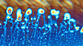 Oils in a perfume, light micrograph