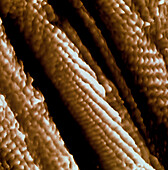 STM-Mikroskopie von Nano-Tubes 