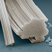 Barite crystal fibres, SEM